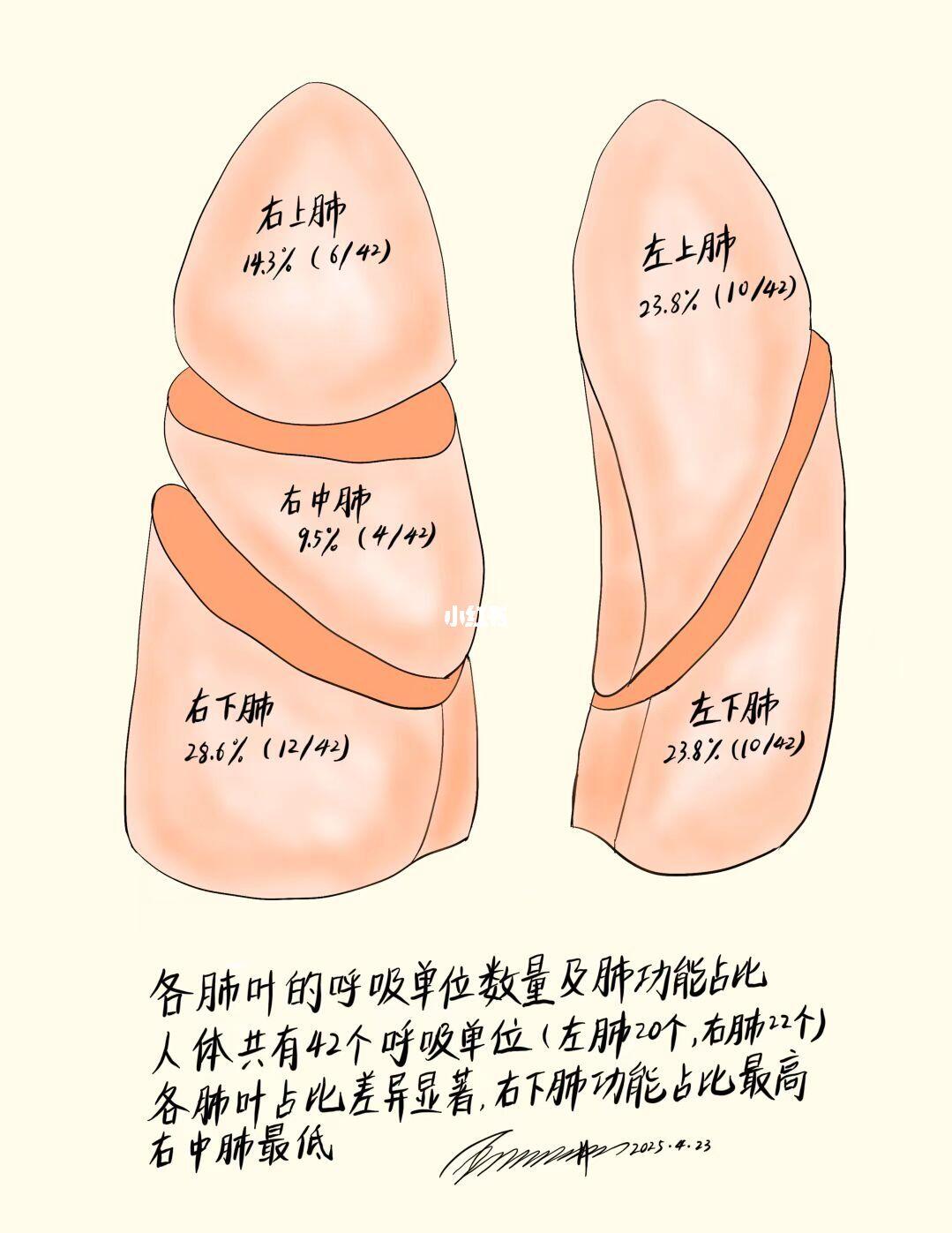 各肺叶的呼吸单位数量及肺功能占比