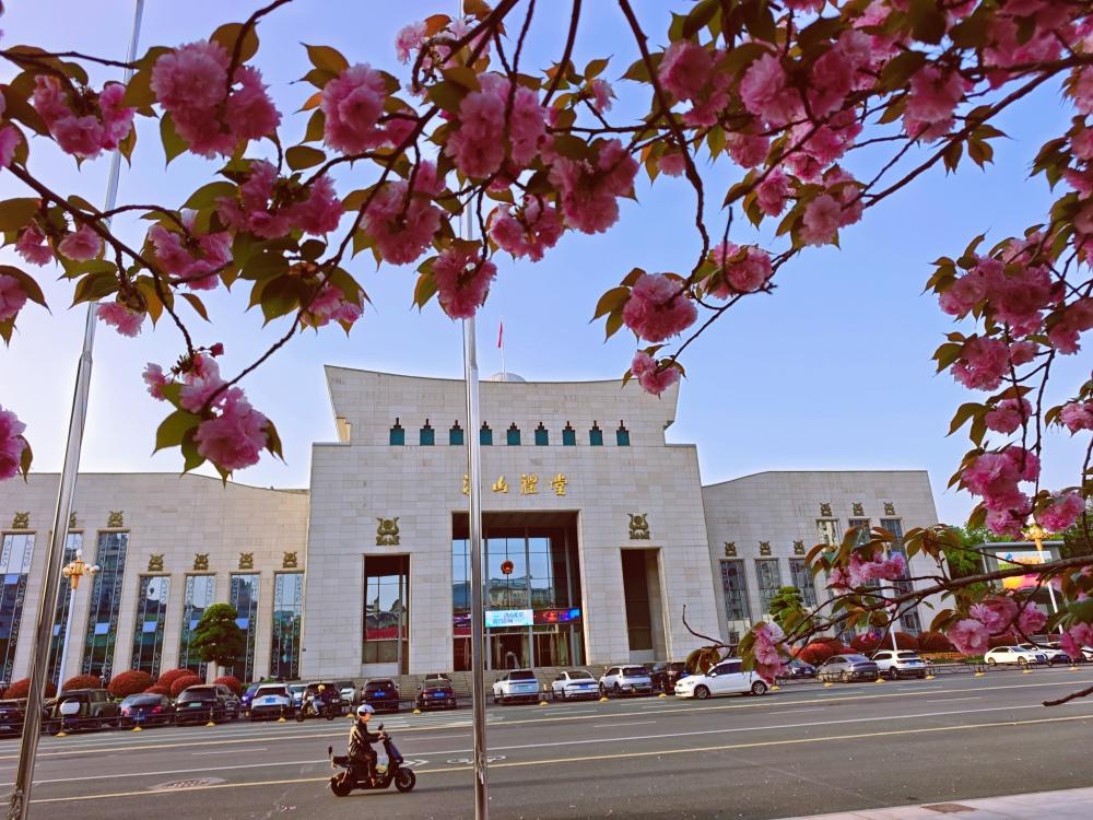 【洪山礼堂樱花盛开小长假】2026清明小长假第一天，武昌洪山礼堂和东四路晚樱花盛