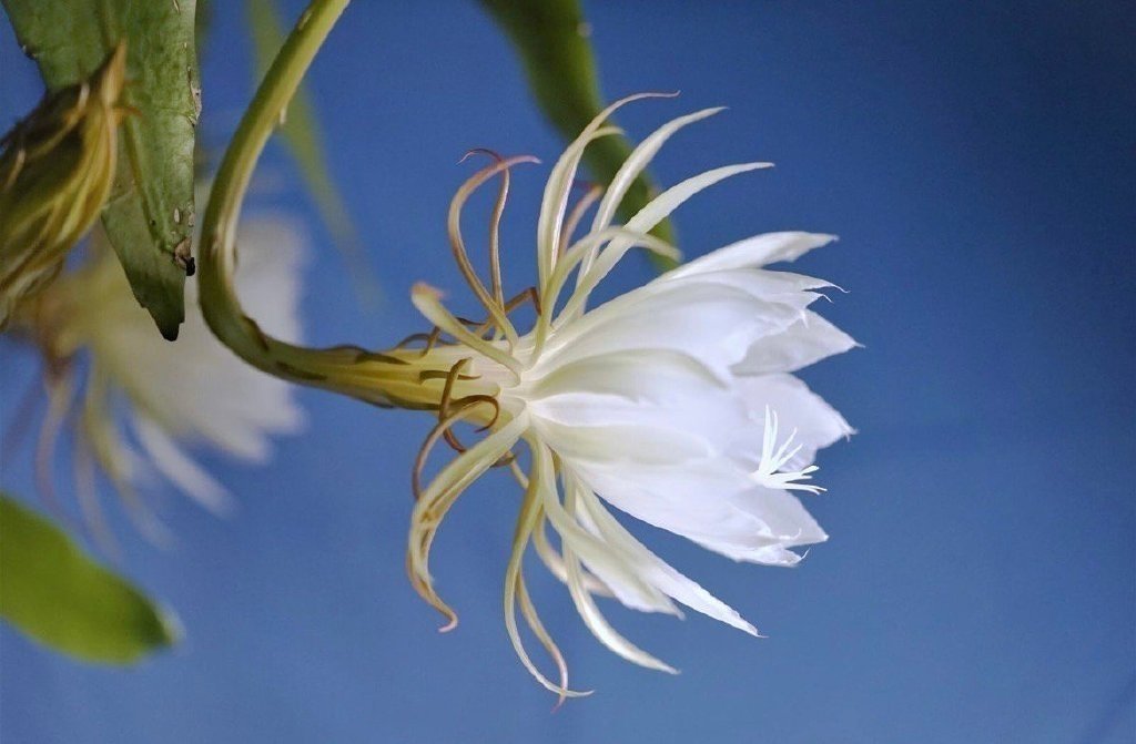昙花一现，你的烦恼都给我去去去 