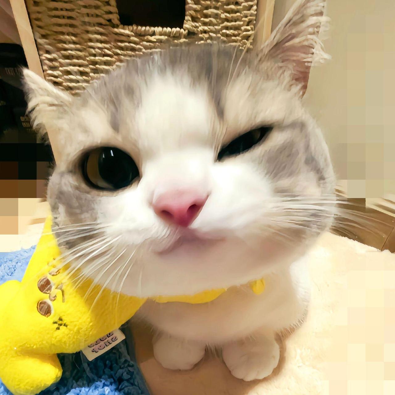 泥嚎～#猫猫