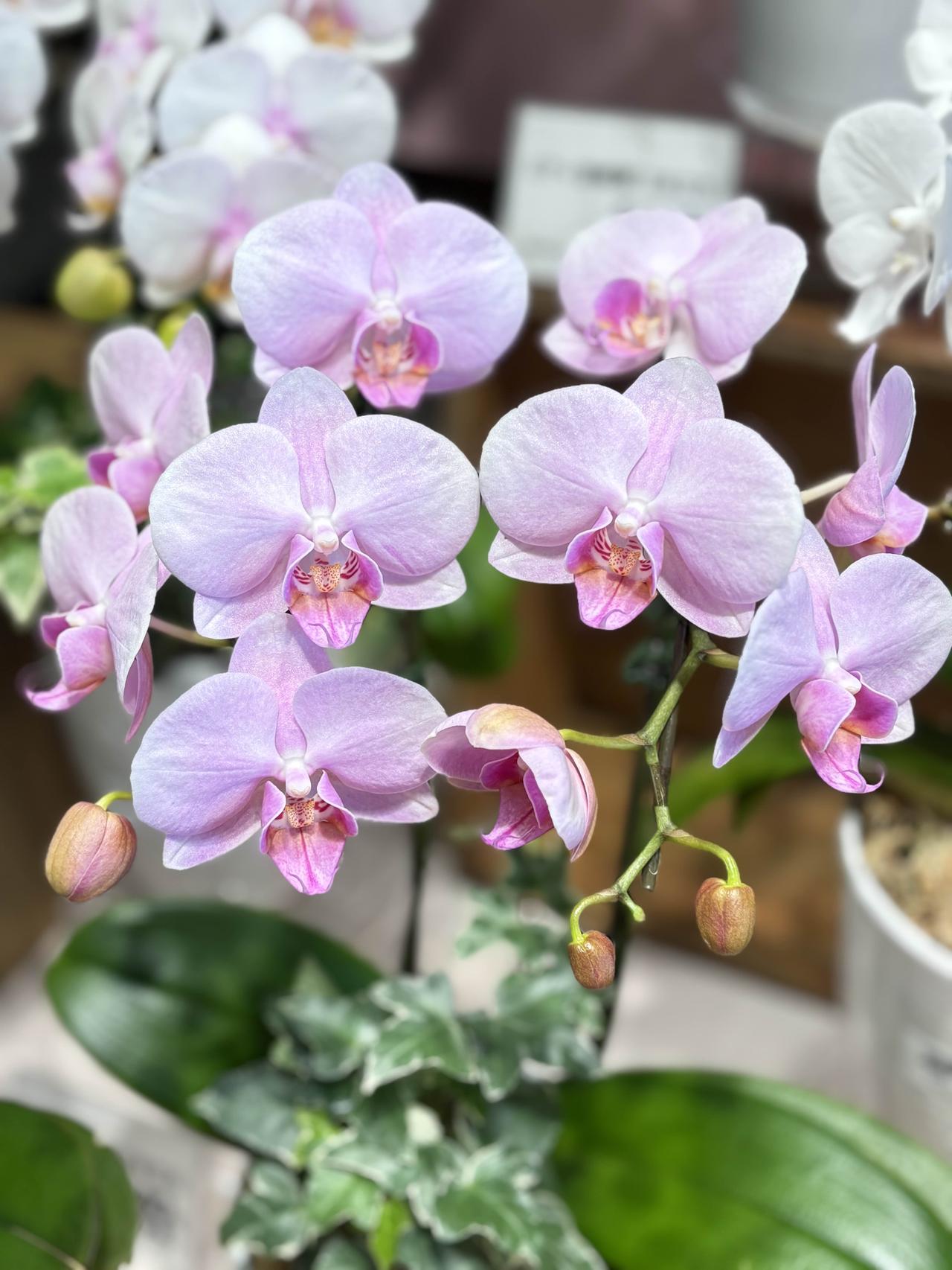 分享一下你随手拍的花最美蝴蝶兰。