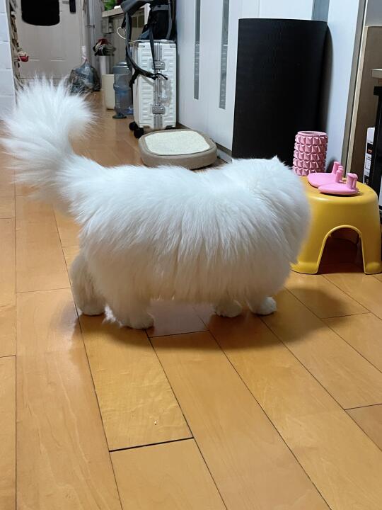 真胖啊！