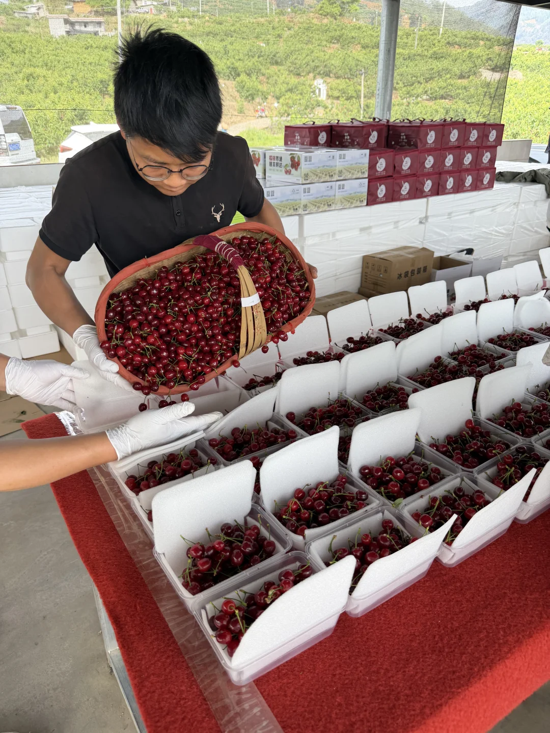 纯甜🍒还可以吃10天，抓住尾巴，错过等一年！