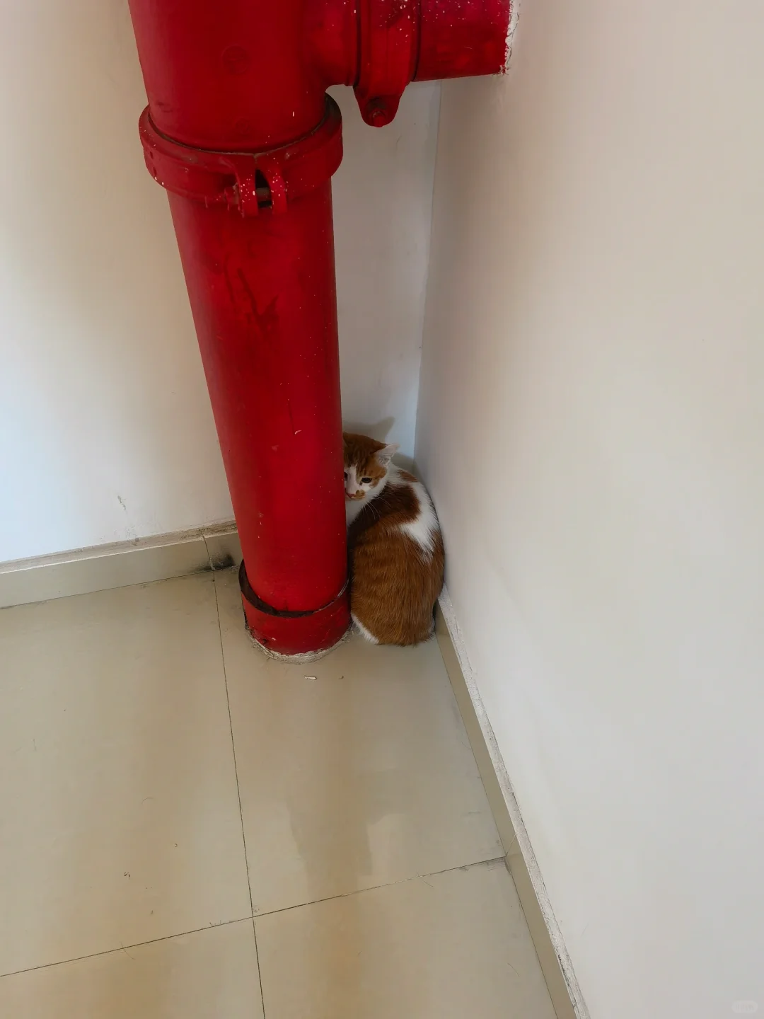 出门就找不着北的猫