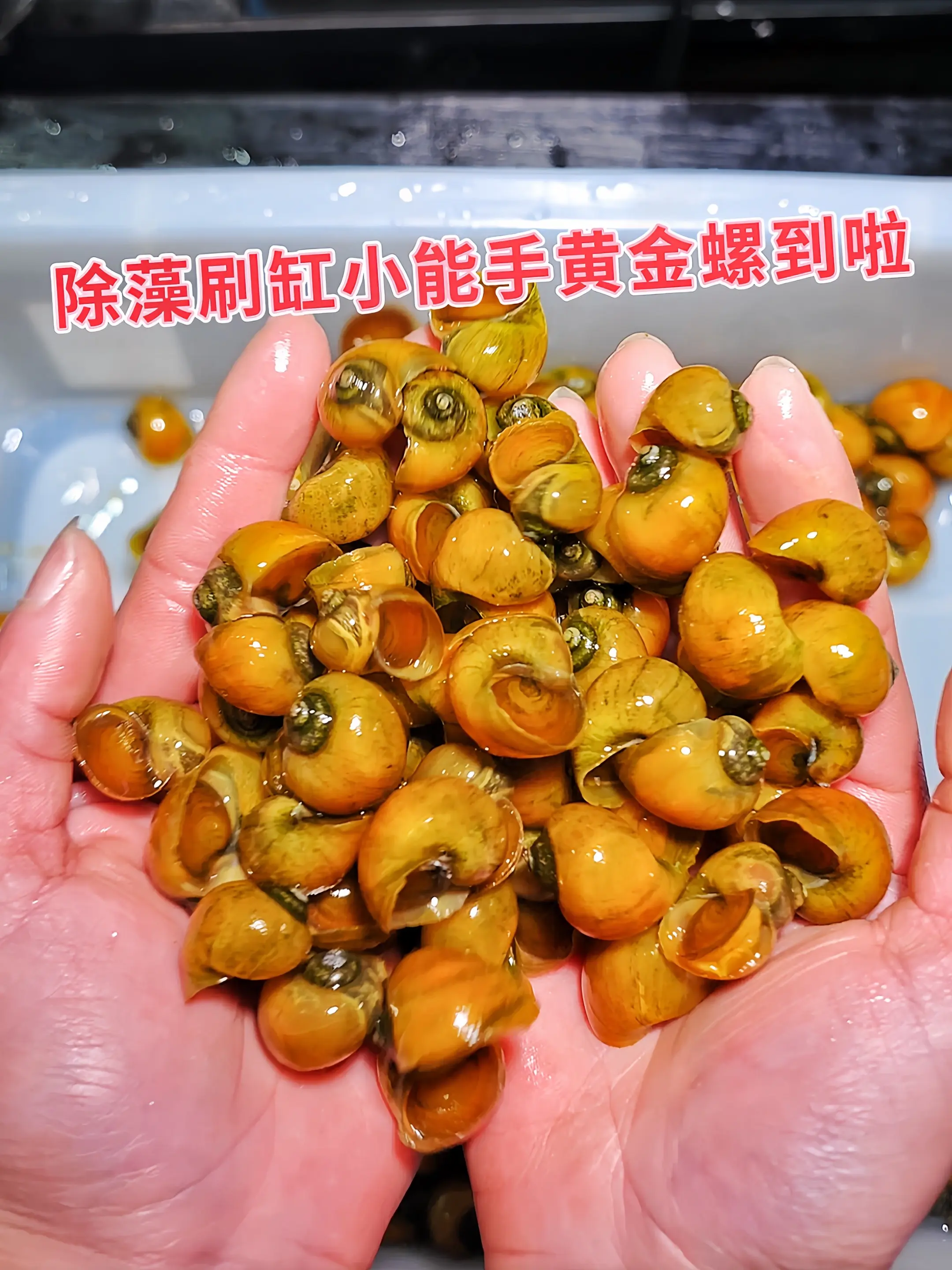 无需复杂照料，超强生命力轻松驾驭新手小白的“养鱼战场”。黄金螺不仅能帮...