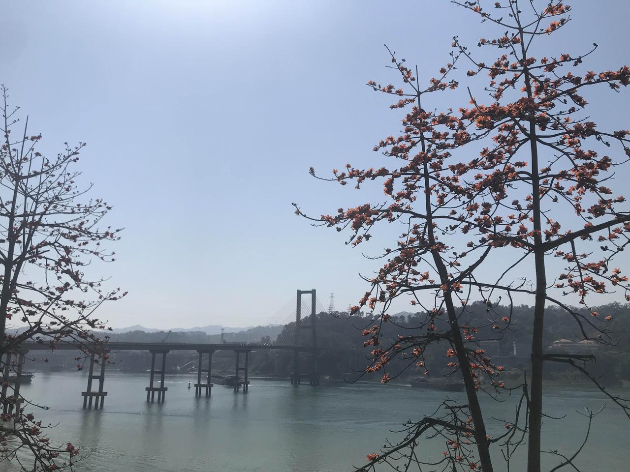 晒出相册里的花草树木4月，木棉花开的季节、一路上都是！！