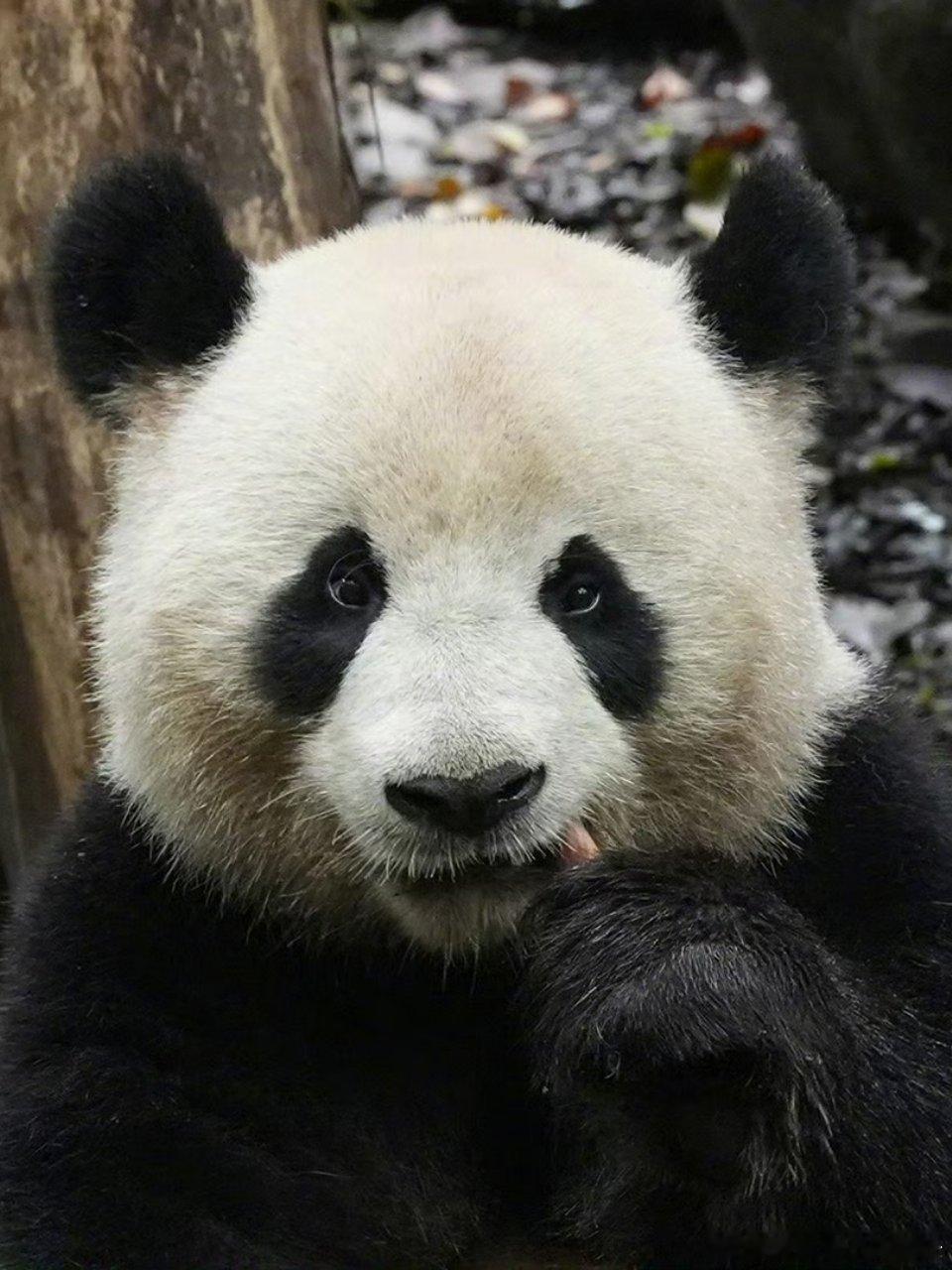 熊猫守护者 圆滚滚黑白团子太治愈，看着小熊慢悠悠啃竹子，一整天坏情绪全部消散，永