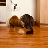 王猛说说