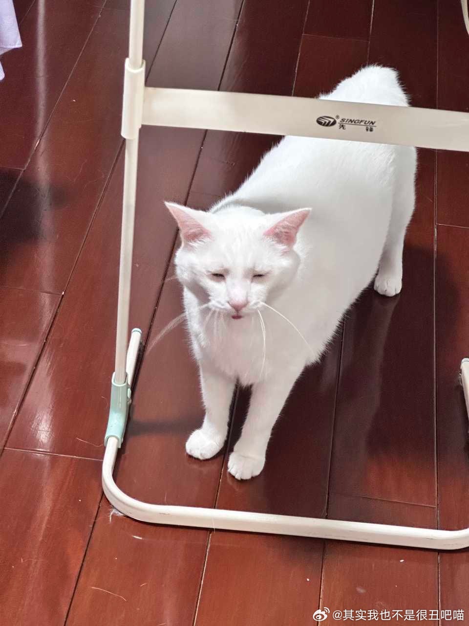 50113【丑猫】上次被拒了这次我重整旗鼓重新出发。加油啊宝宝这次你一定要变丑！