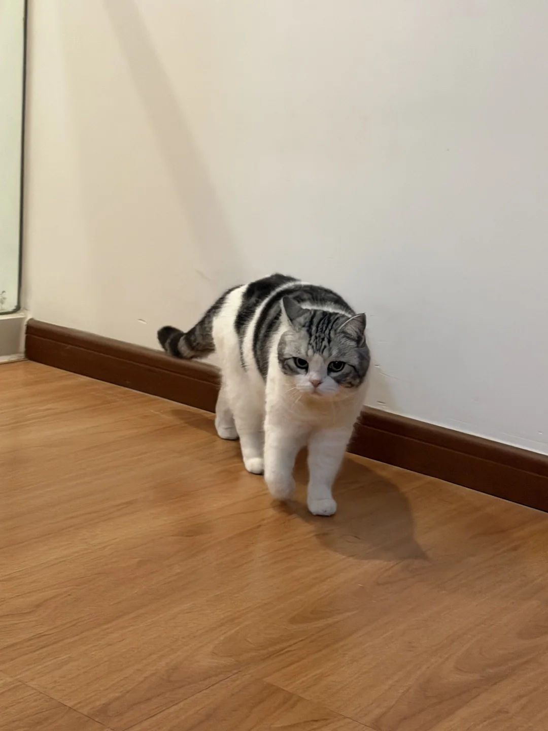 小猫：我来啦～