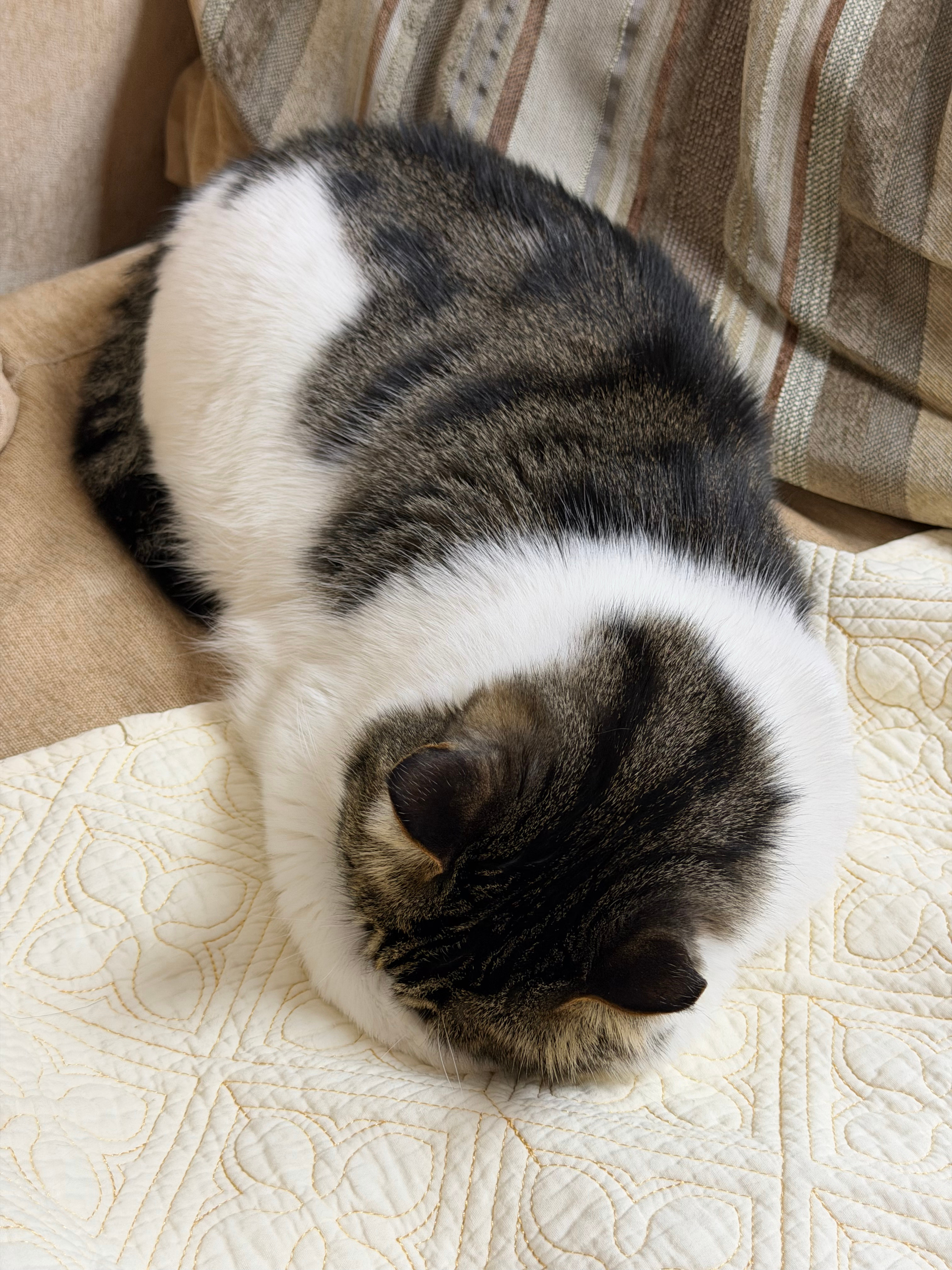 狗蛋日常 早上好。朋友们，中午吃啥？ 