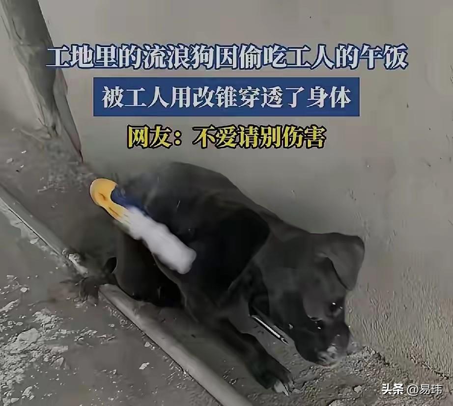 太可怜了！这天一位小哥哥去散步，当他走到一个工地附近的巷子里的时候，看到了无比凄