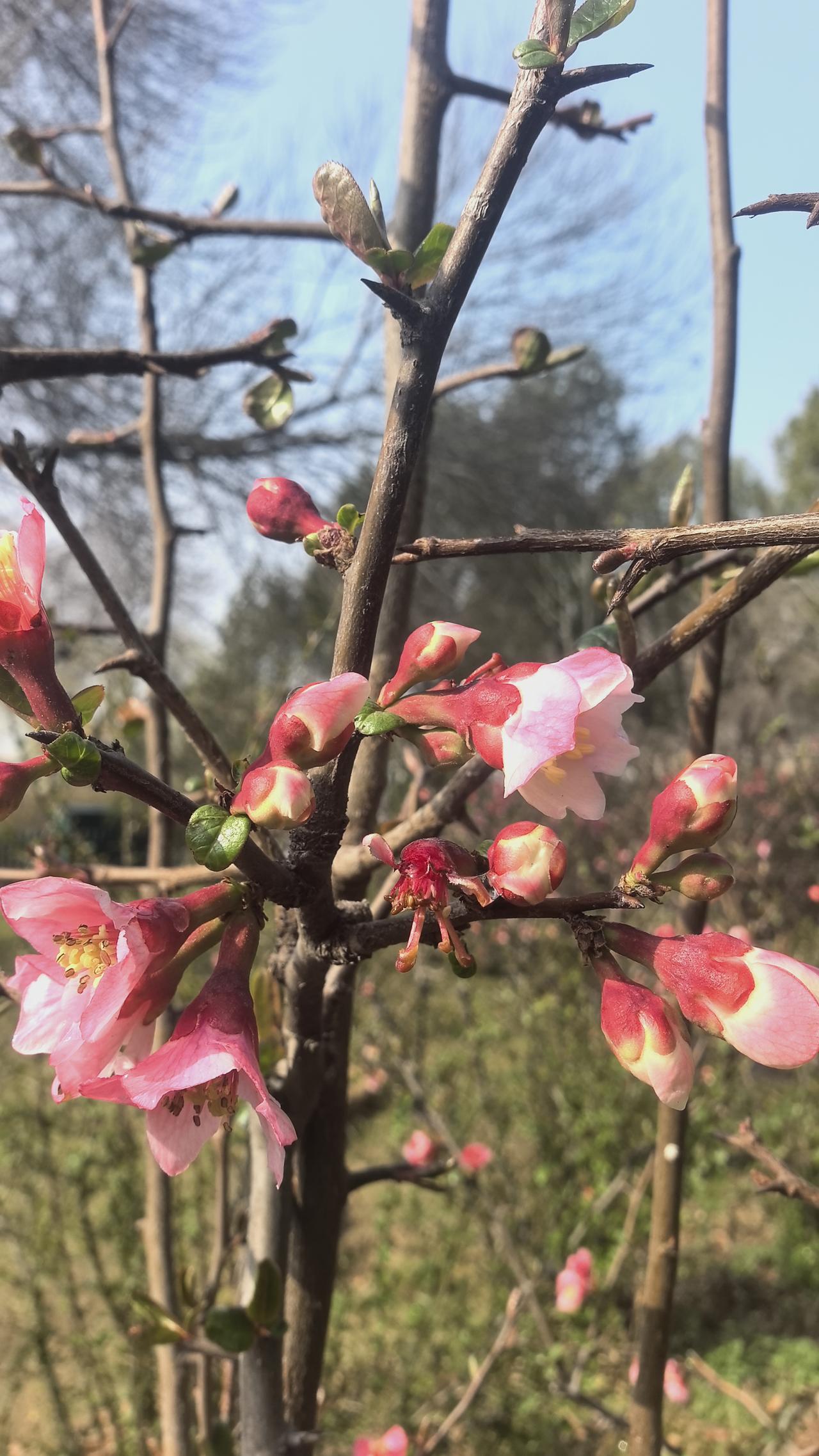 2026年3月15日
大明湖的春天百花盛开