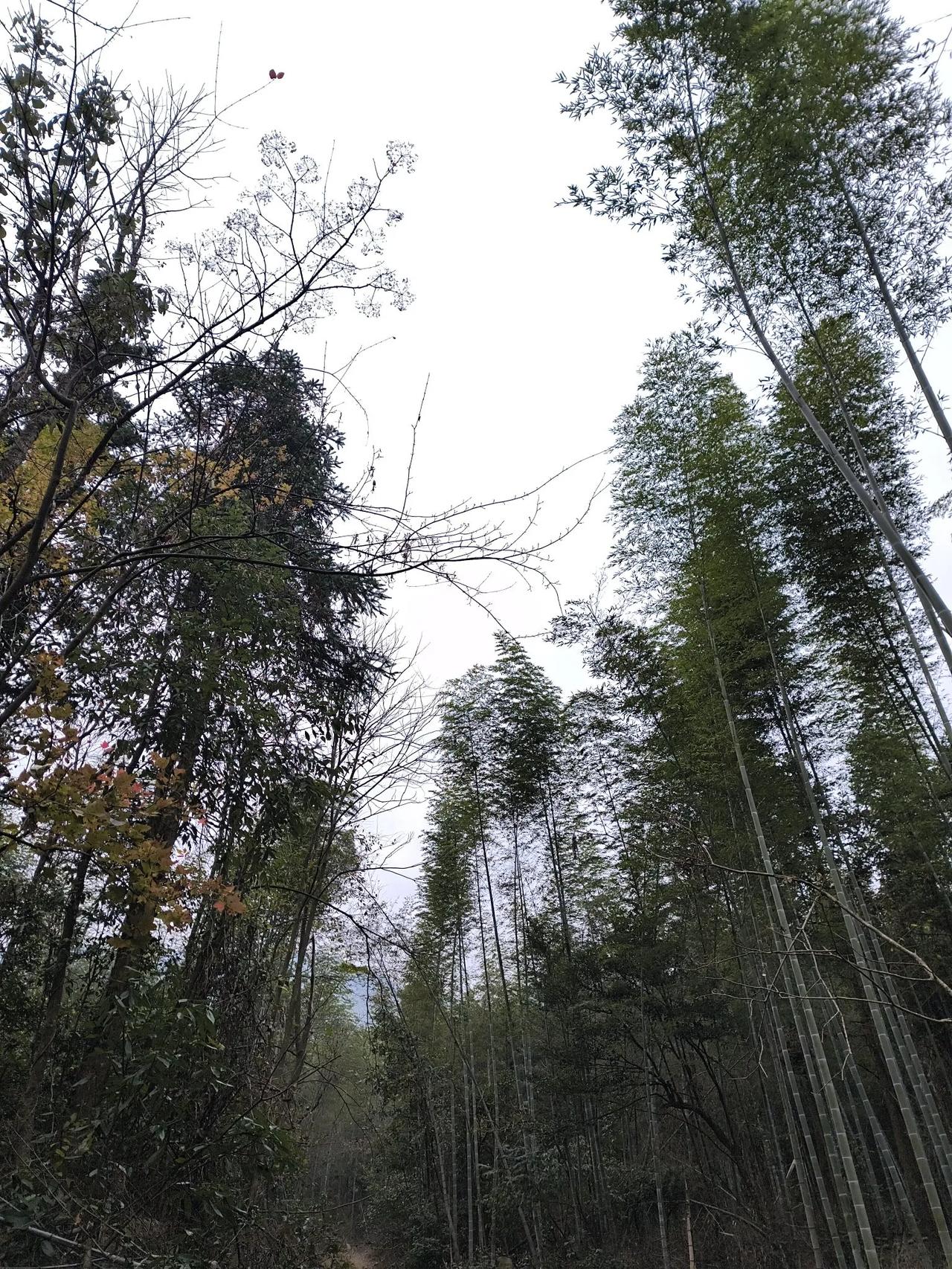 绿竹林