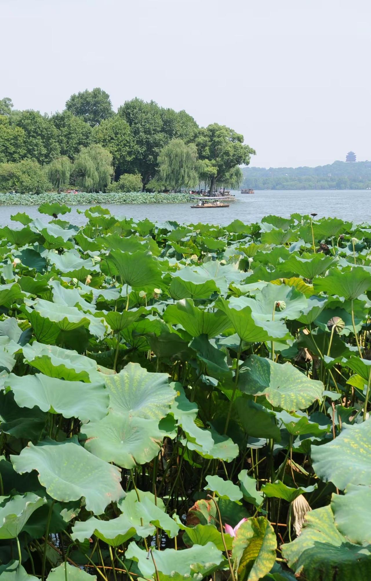 摄影艺术欣赏 | 玄关景色（3）。宋凤洲摄影：杭州西湖曲院风荷 宋凤洲 摄影 祖