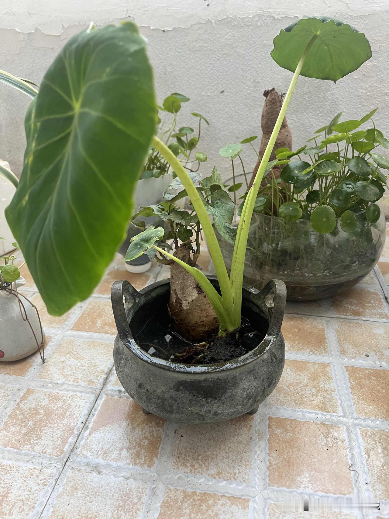 这个炉子真漂亮。

下午，到一楼吧台去洗手，无意中碰到脚边的垃圾桶，然后顺便用脚