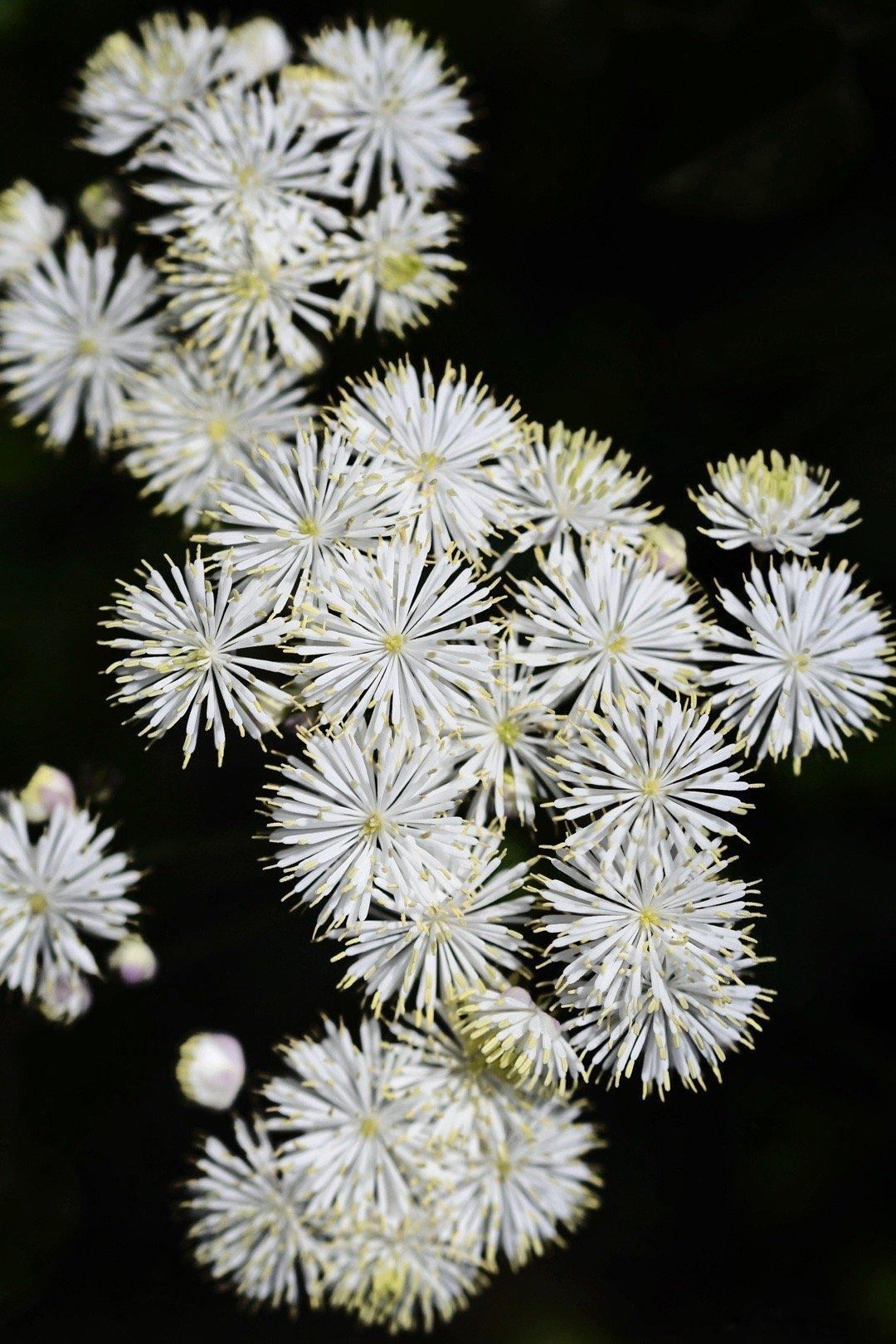 记录两个唐松草，白色的瓣蕊唐松草和粉色的华东唐松草，没有花瓣，花萼早落，只剩下烟