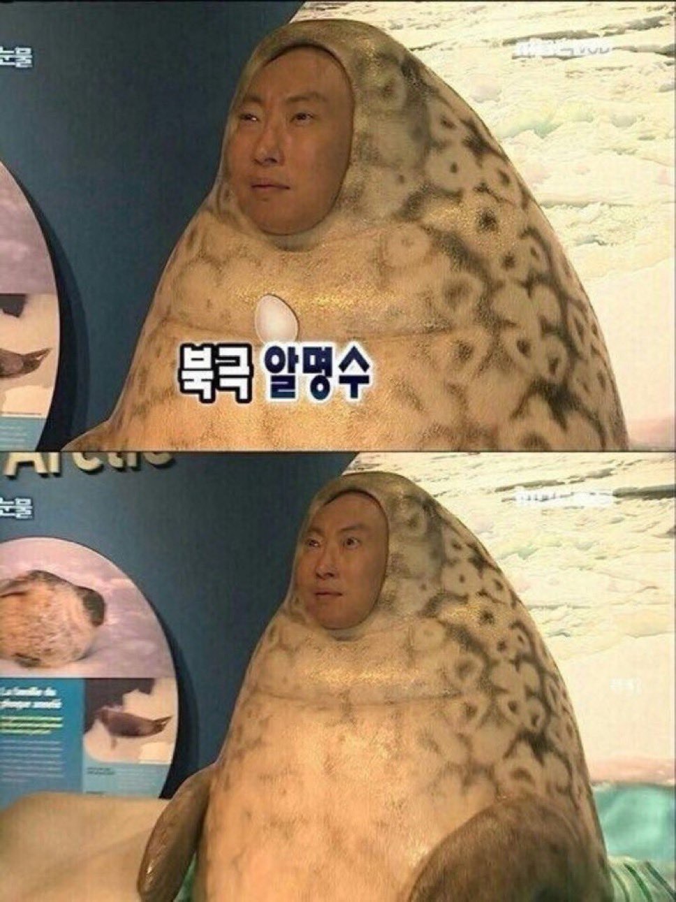 【twi】太热了我去北极当海豹.jpg ​​​