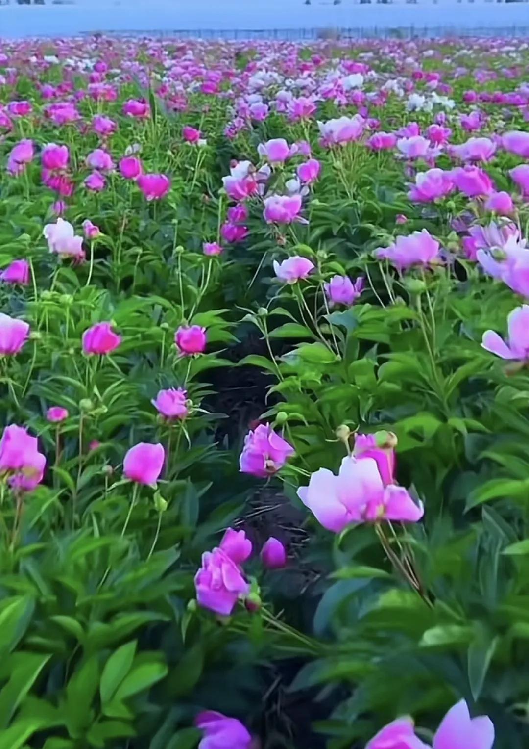 花开花落终有时，相逢相聚本无意🌟花 风景 赏花也要有人陪 公园花展随手拍 艳丽