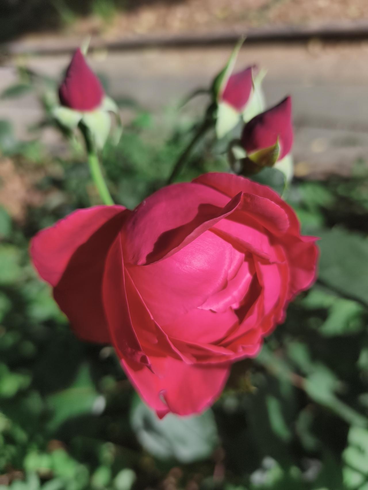不知道怎么回事儿！
今年蒜苔特别便宜，市场上到了一块钱一斤，我问卖菜的说，在地里