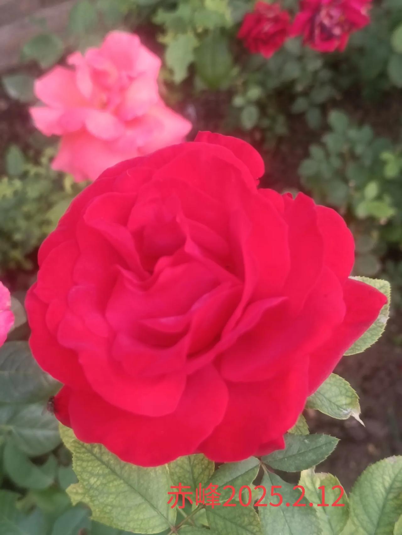 公园随手拍花朵游玩随拍，公园的花朵。