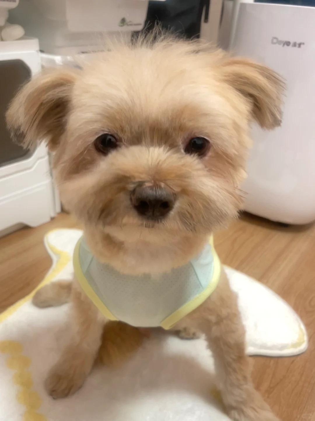 妈妈我们家已经拮据到衣服小了还要穿吗