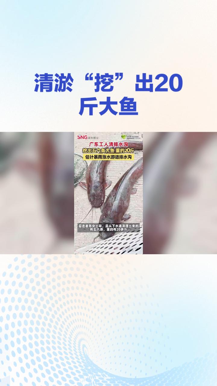 清淤竟“挖”出20斤大鱼？城市地下暗藏“鱼窝”引热议
近日，广东清远工人在清理一