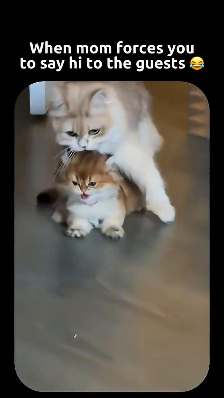 When mom forces you to say hi to the gue