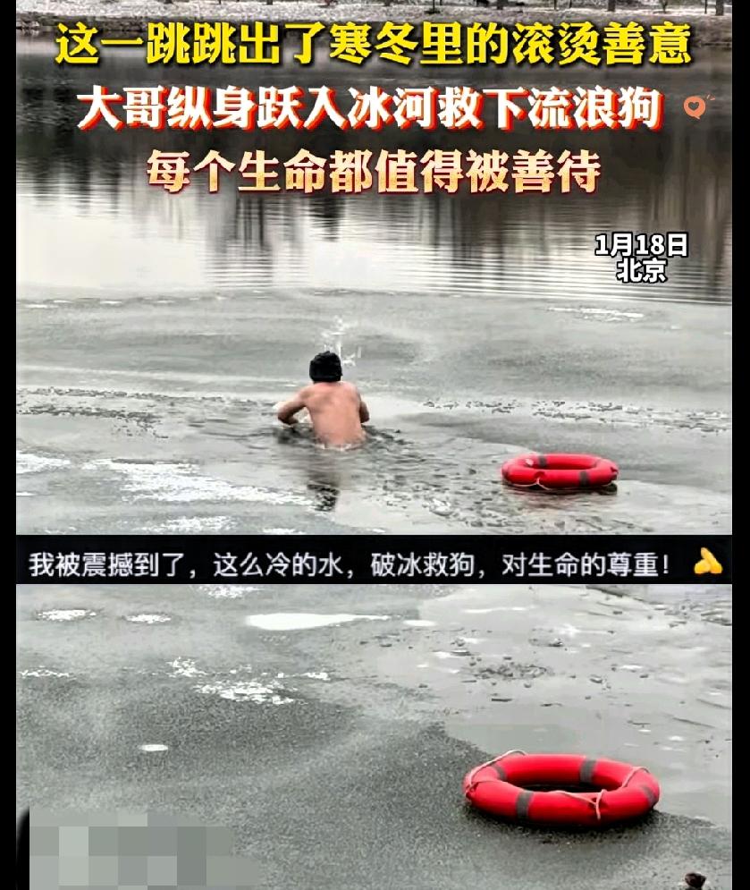 这则暖心新闻最打动人的，从来不是“救狗”这件事本身，而是藏在行动里的“无差别善意