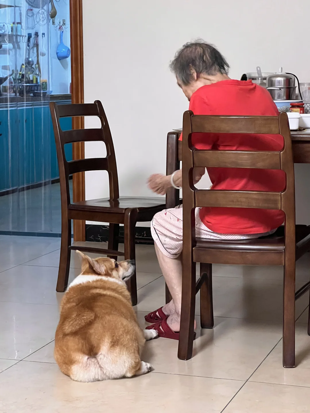 救命！它真的好像听得懂奶奶在说什么