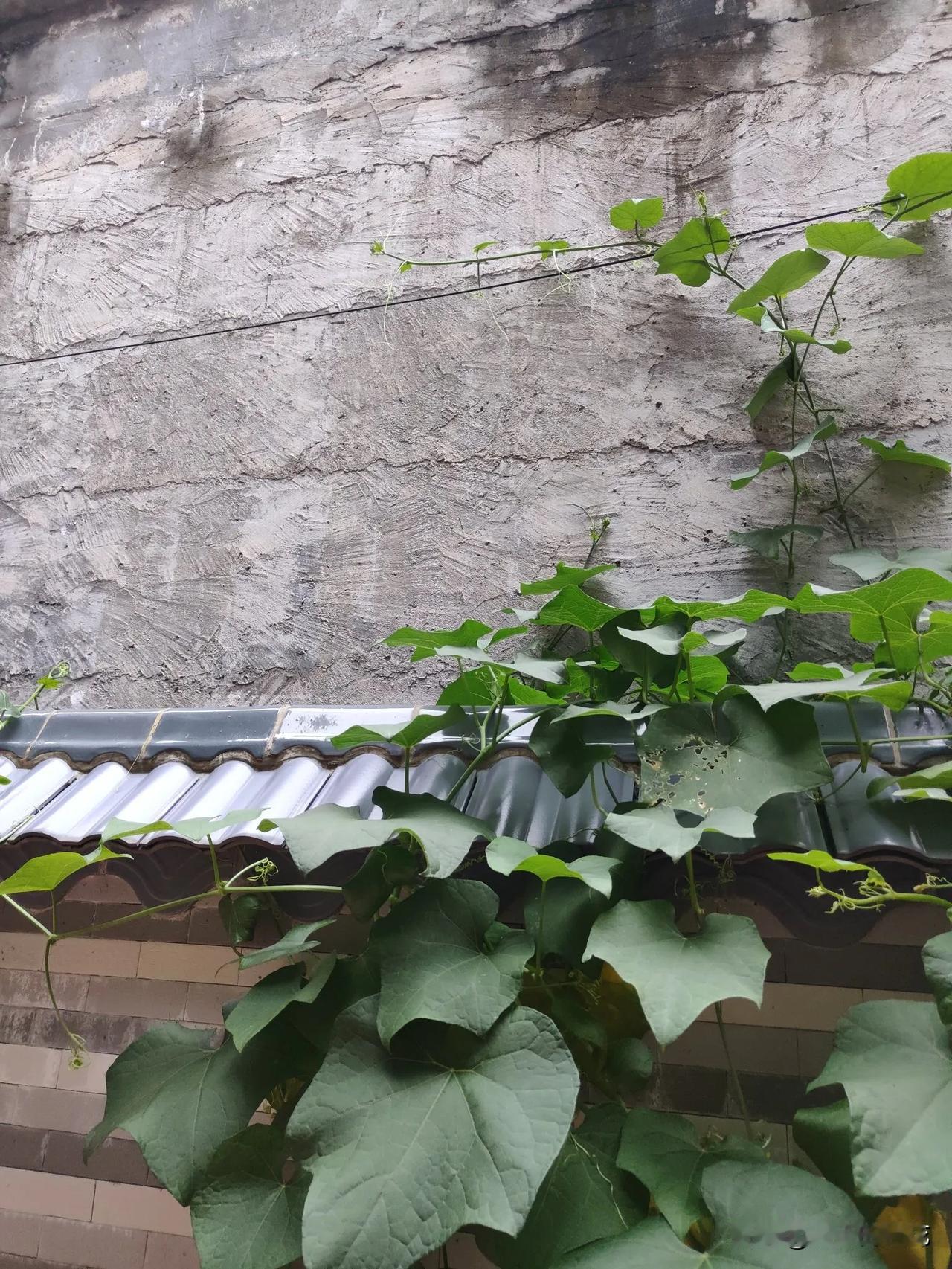 这几天虽然下雨，但是南方的天气非常的湿热。扇风扇吧，又受不了，不扇吧，又热的难受