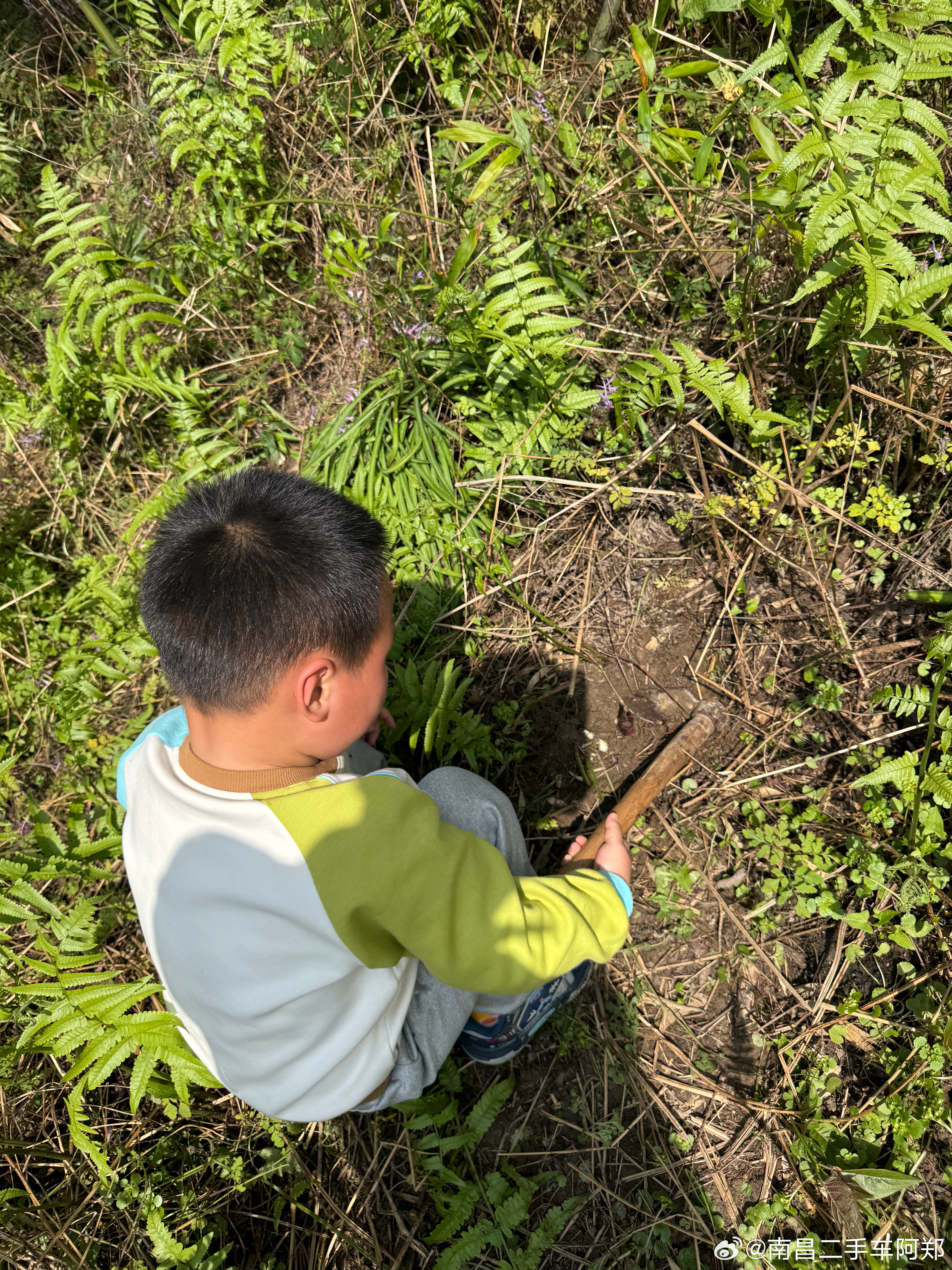 补发周末的挖野菜行动和包清明果拥抱春天的海洋，油菜花都谢了随手拍春天 宜春·沙港