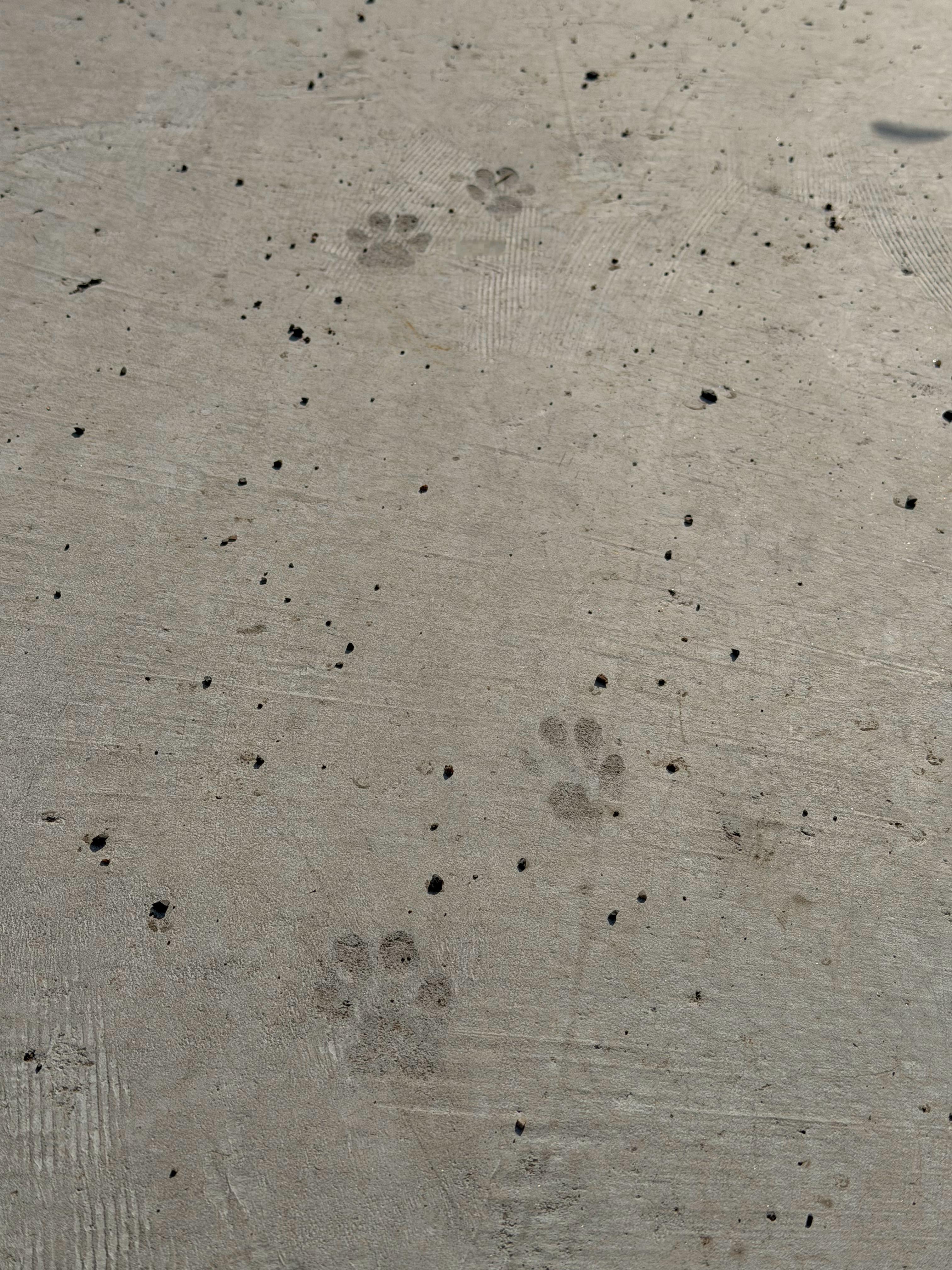 好可爱的🐾  ​​​