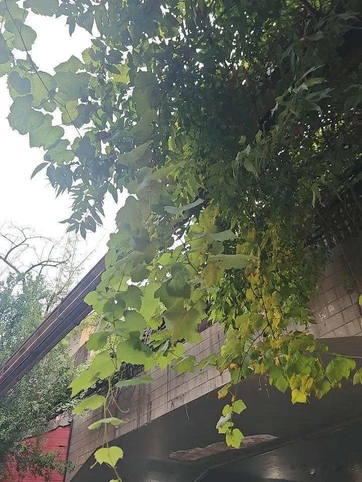 老说苍蝇馆，苍蝇馆.基本上就是一些开的时间比较长，装修一般的店子.但是不管是不是