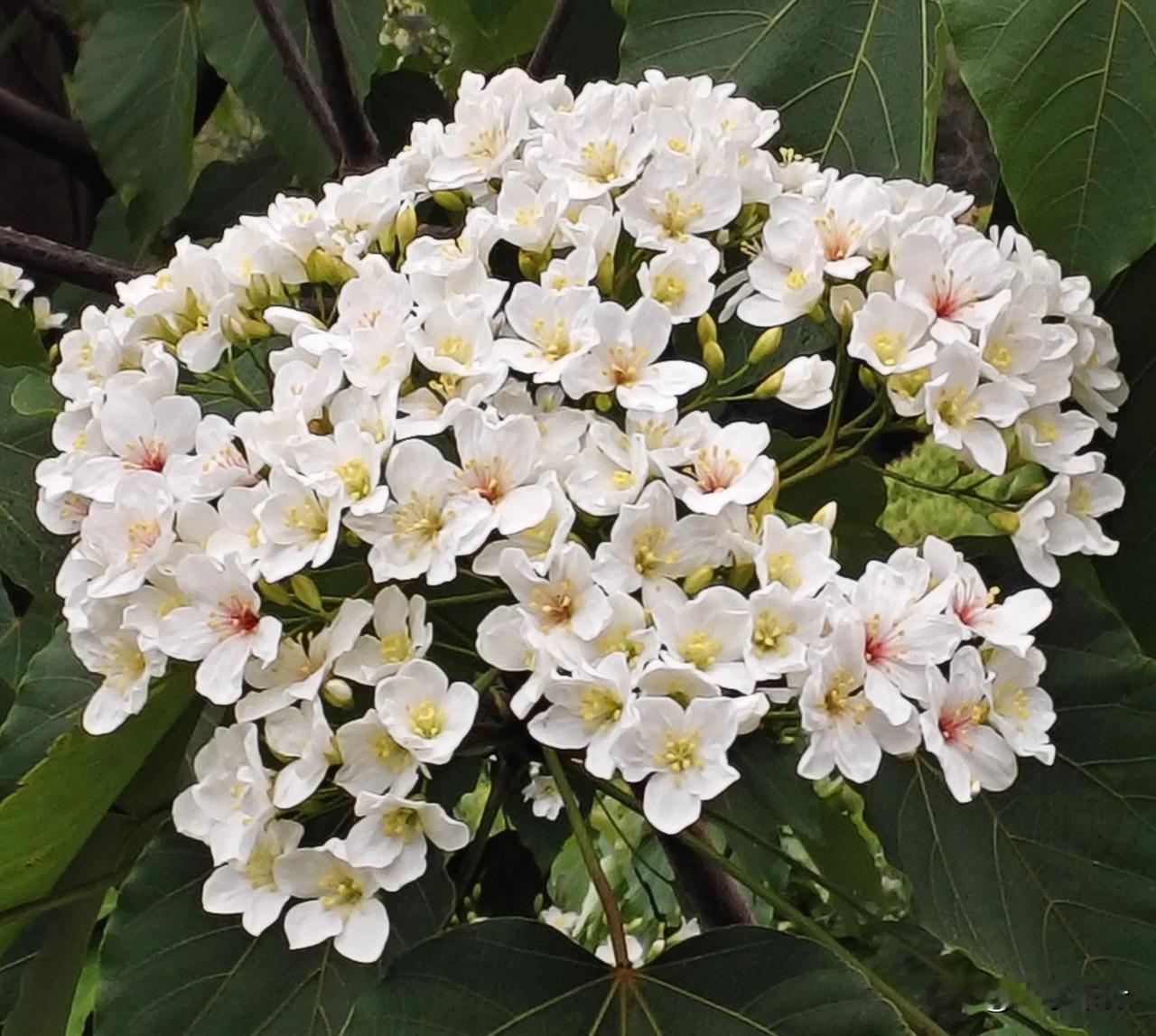 赞油桐花

洁白花朵映晴空，
点点繁星缀绿丛。
不与群芳争艳色，
风中浅笑意无穷