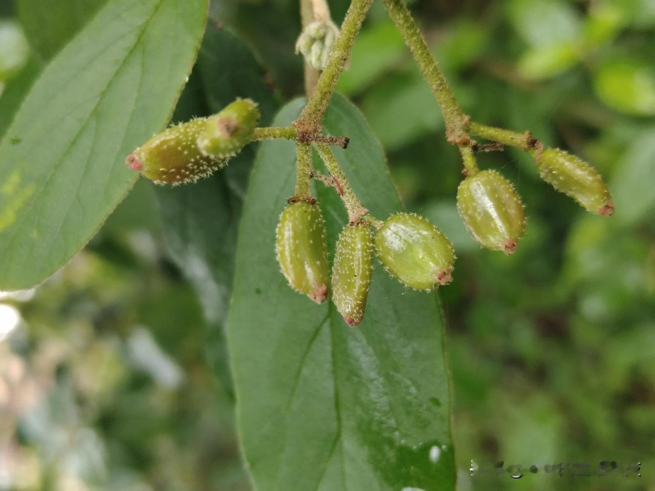 luzonicum Rolfe）是川续断目荚蒾科荚蒾属常绿灌木，高可达3米。
