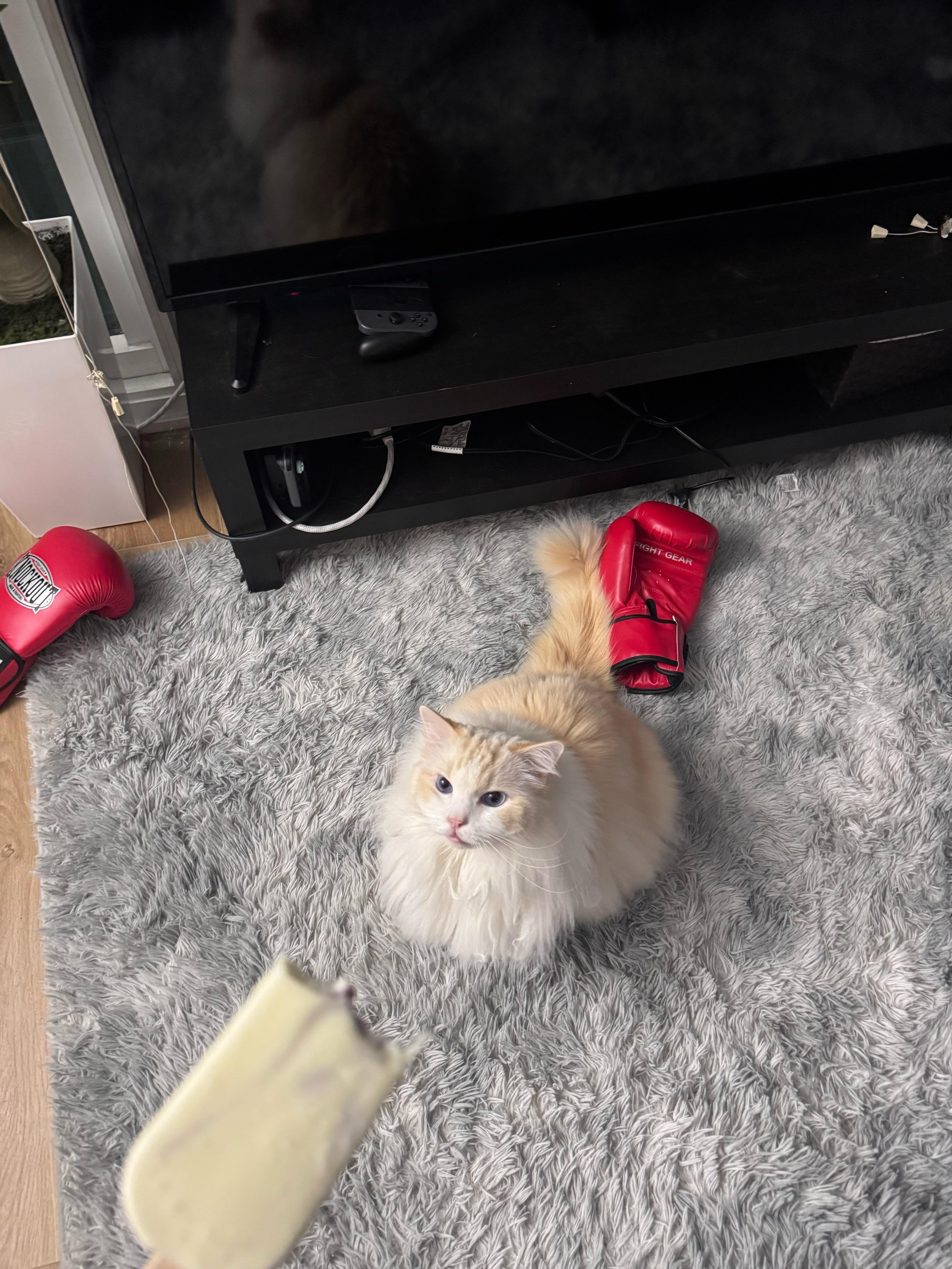 猫没饭吃，去买猫粮半路突然忘了要干嘛就给自己买了冰淇淋回来看到猫骂我才想起来… 