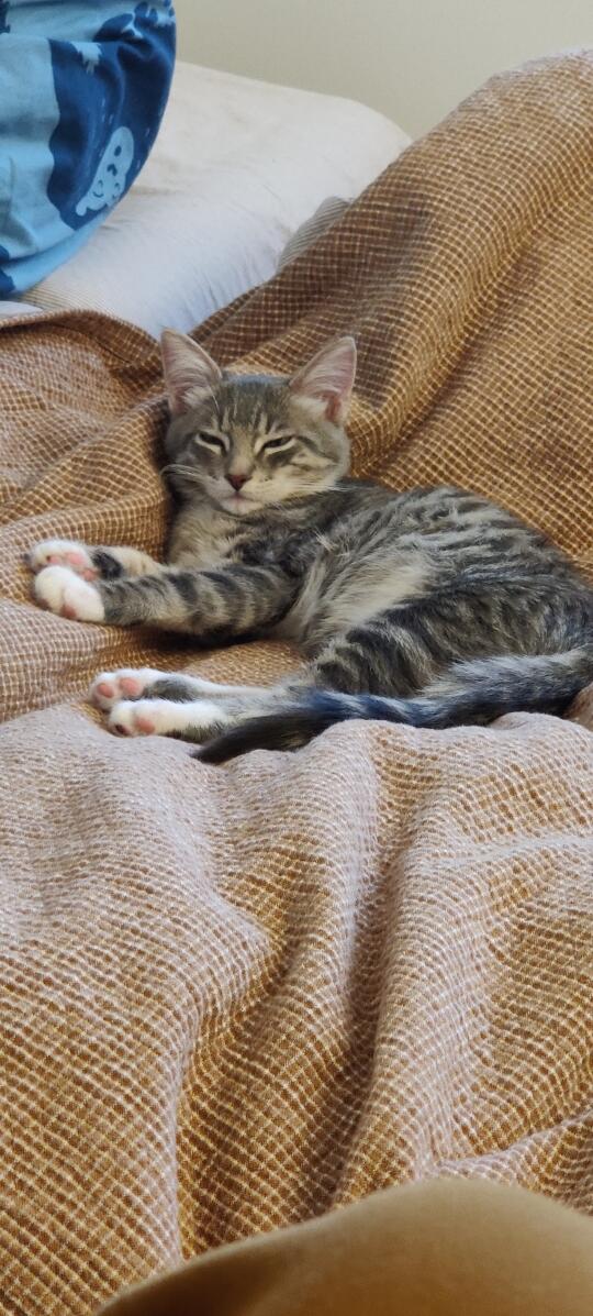我叫Lililala，我是一只小猫