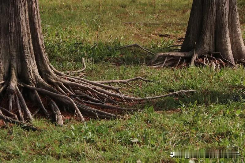 中国人说落叶归根，那什么是根呢？在我看来，家乡的山水、族里的老幼就是根。就像根祖