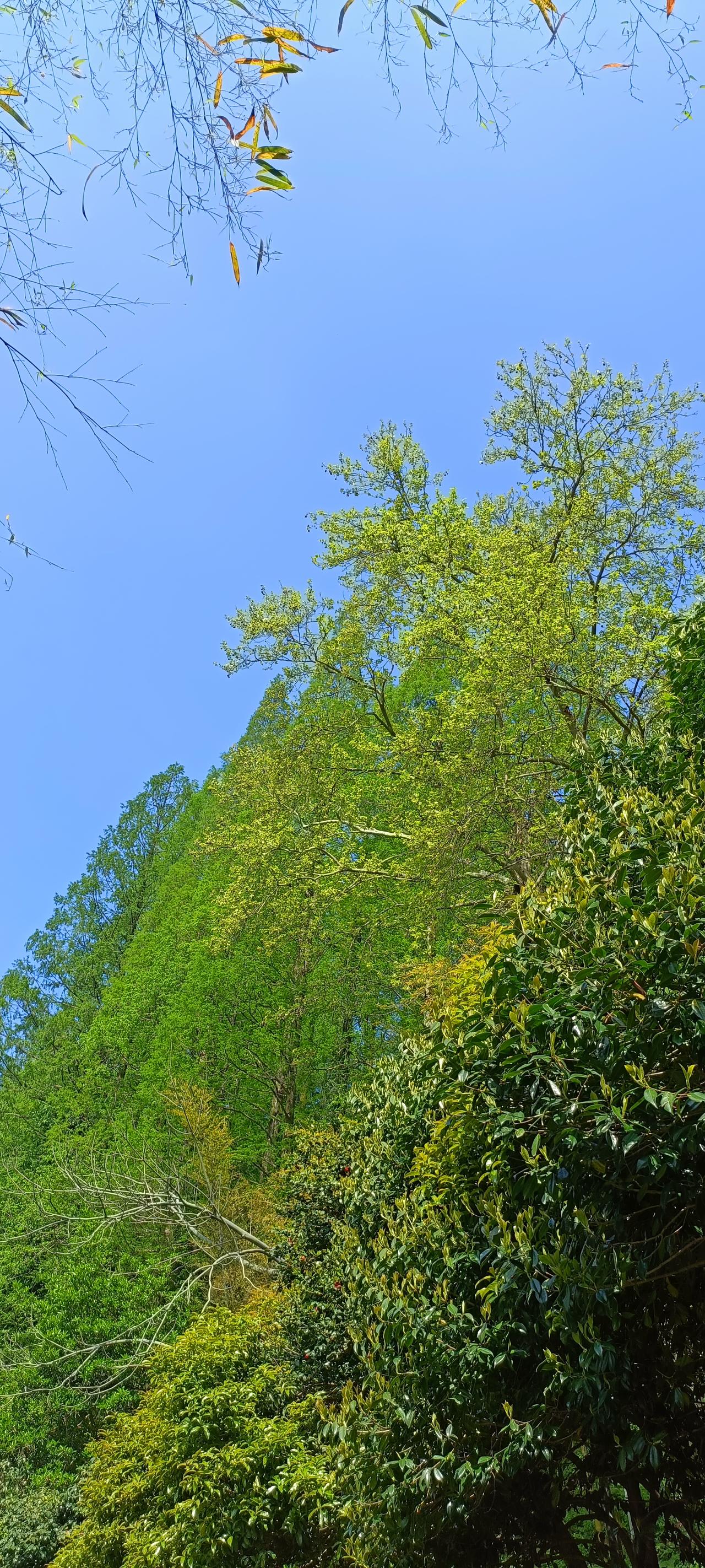 阳光洒满的森林，绿意盎然，生机勃勃！🌳🌞
上联:翠竹掩映山，
下联:青风拂面
