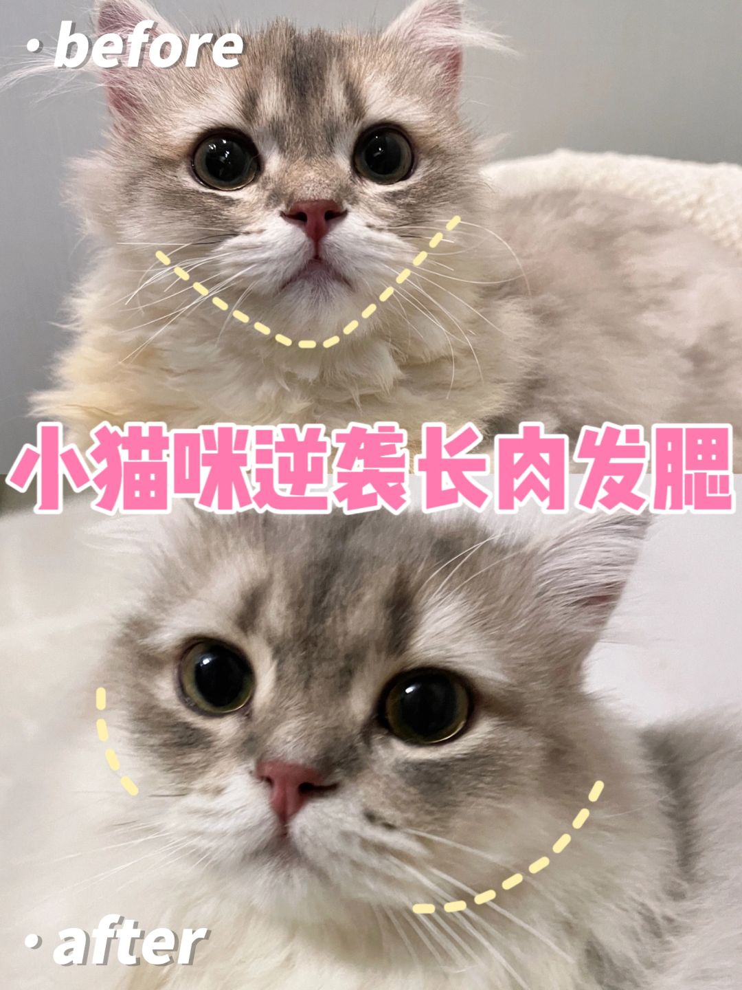 想要幼猫少病又强壮？专注冻干才敢说真话