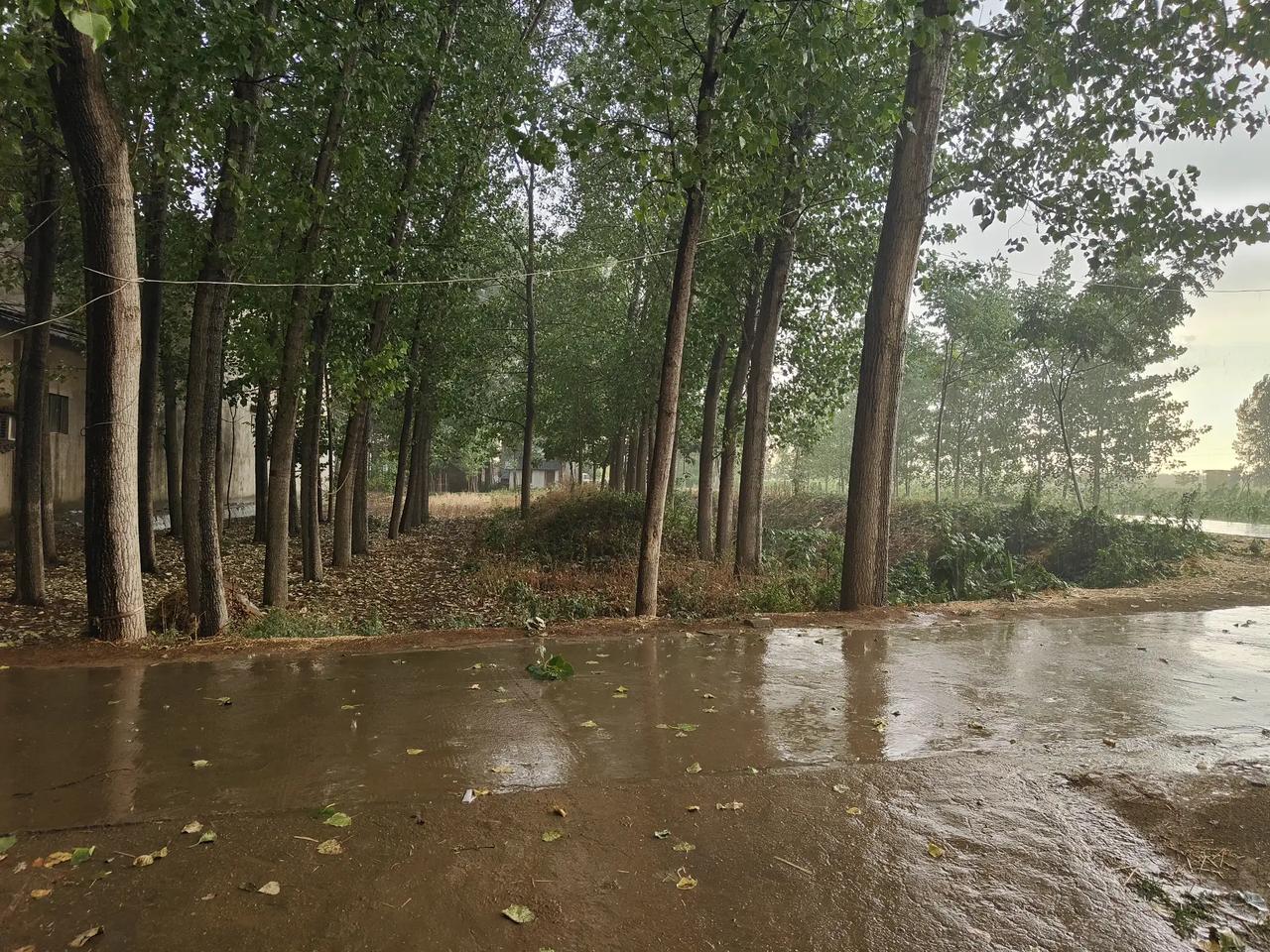 坐标河南商丘，终于下大雨了，希望旱情解除