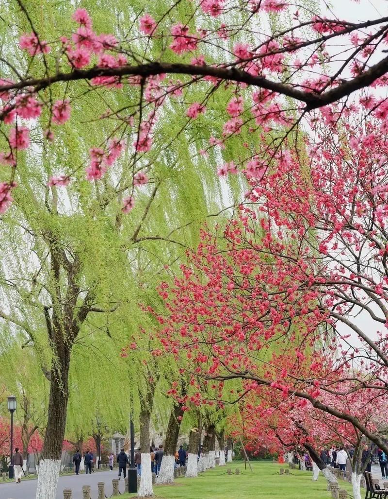 醉太平 · 春光

桃红柳长。蝶蜂正忙。春来一展芬芳。送家山吉祥。庭前屋旁，亭亭