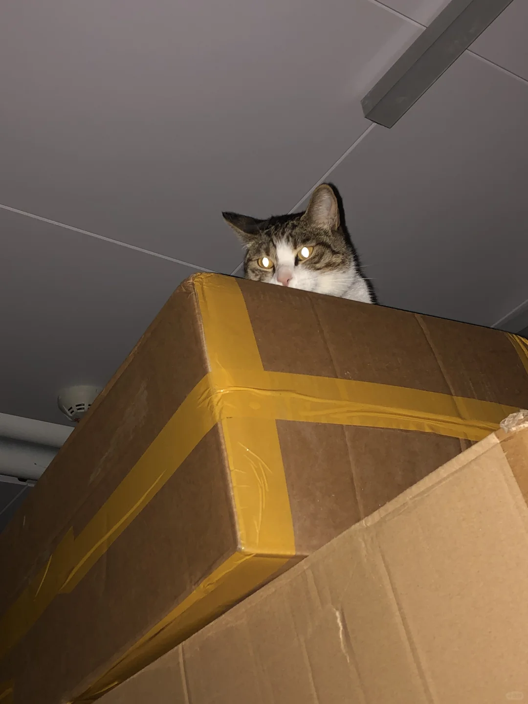 是世界卡bug了还是猫故障了？