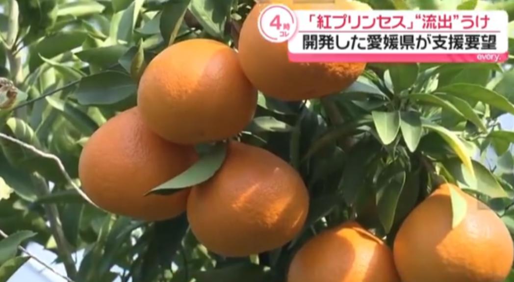 日本要中方停止栽培新柑橘，认为种子被走私出境，将赴华收集所有证据！

据共同社6