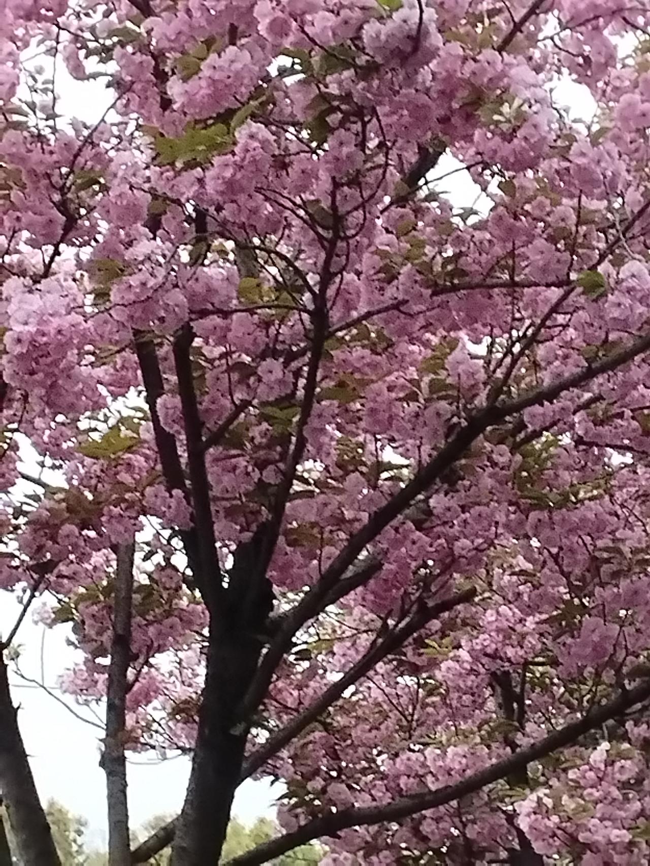 上联：绿叶重重美
下联：红花朵朵香

解释：上联描绘的是绿叶层层叠叠，生机盎然，