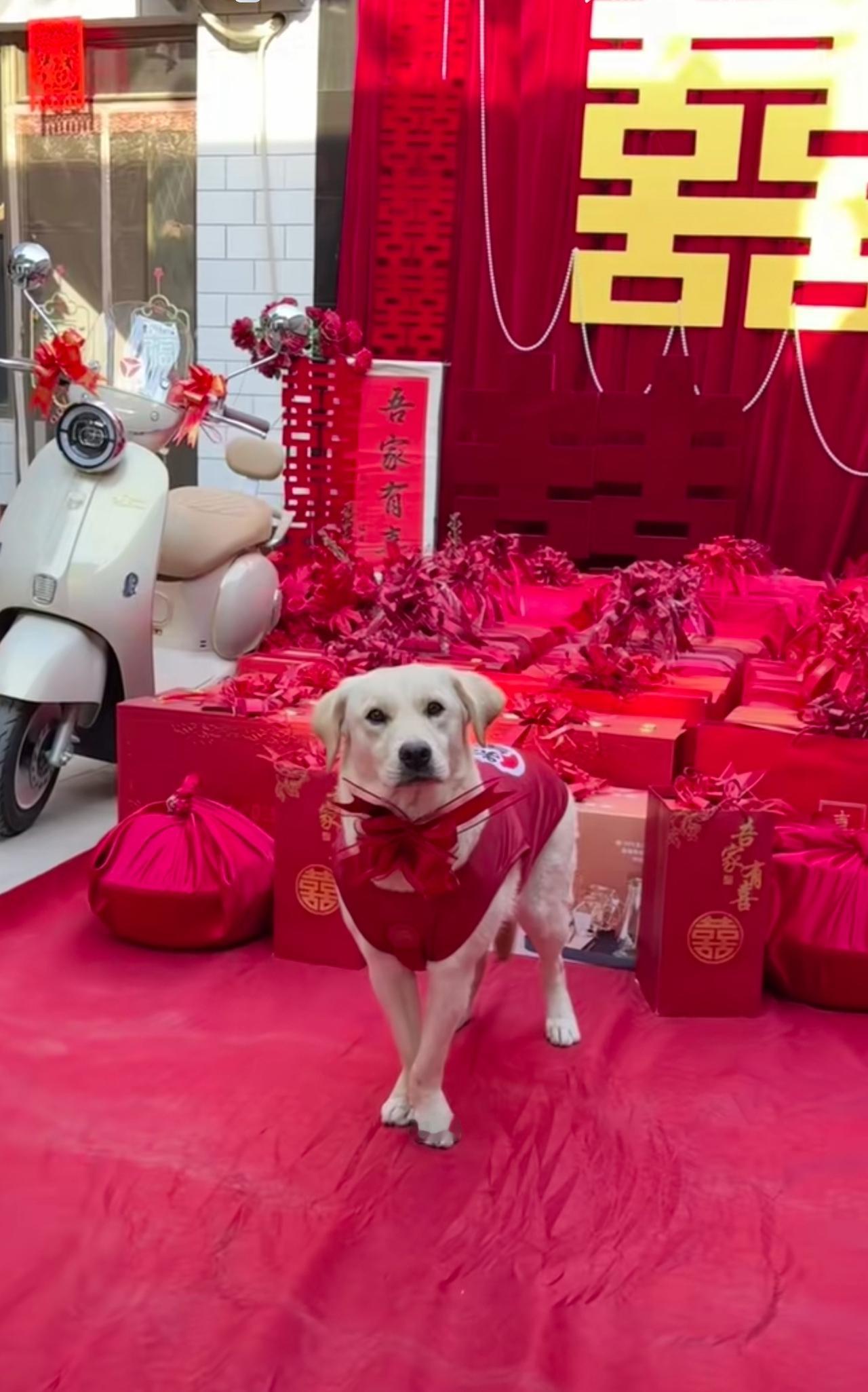 陪嫁狗不辱使命一至好评
网友：女方就是女方！很有大家闰秀的气派，连狗狗都这么端庄