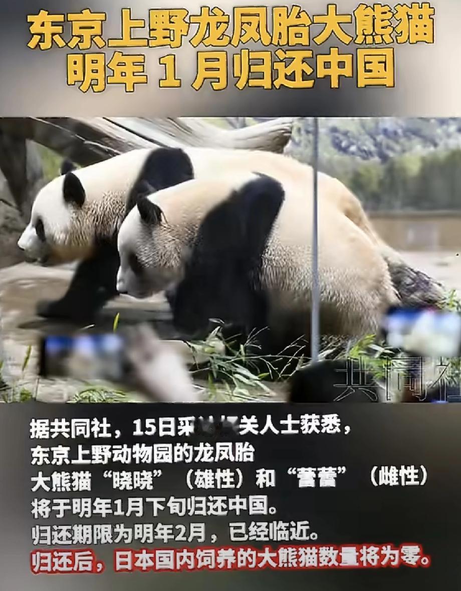 这就是小本子“作”的下场，熊猫只有向往和平的国家，才配拥有饲养的资格。
很明显小