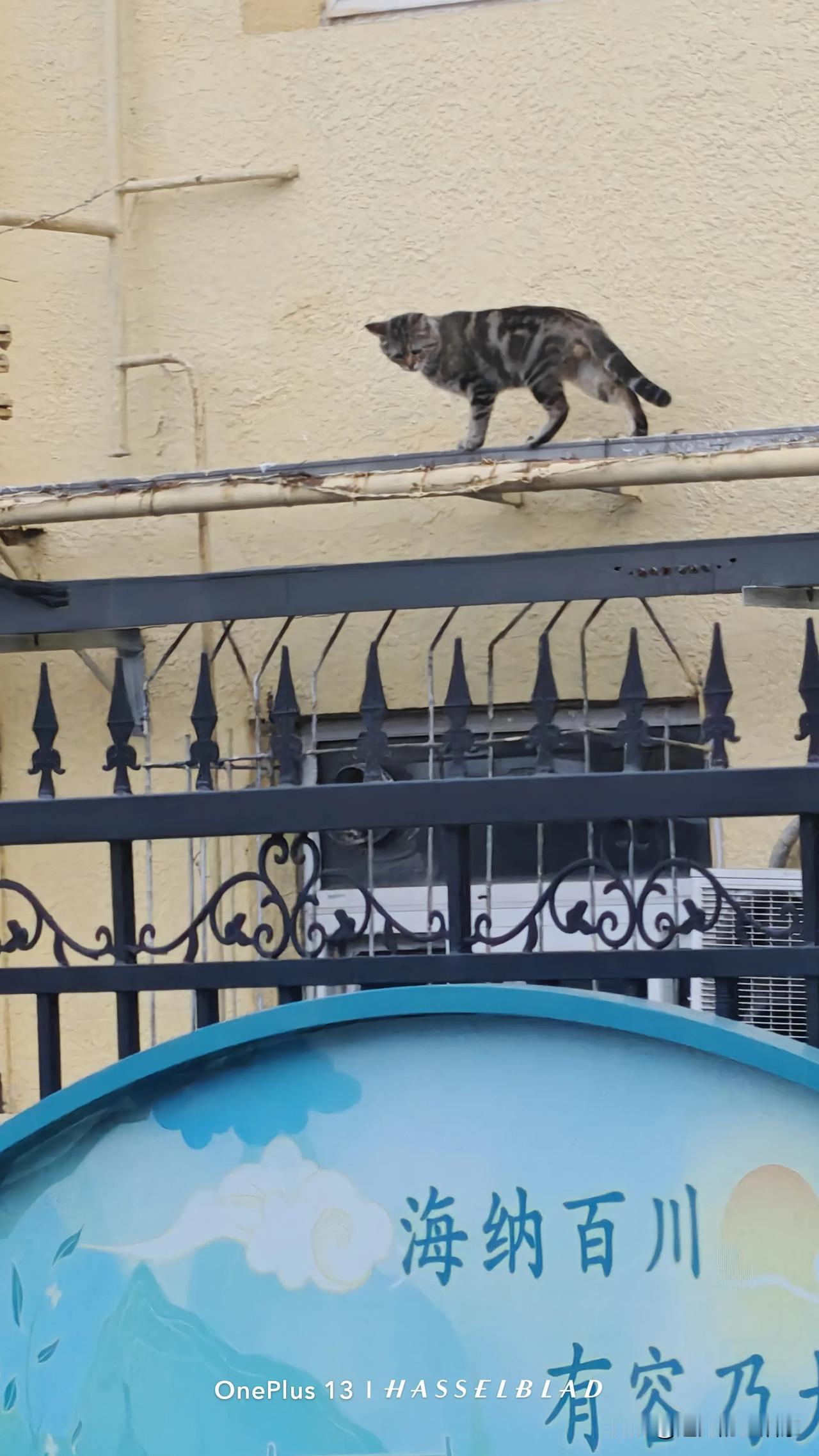 这只小猫咪想跳下来又不敢跳的样子太逗了，看着它那怂怂的样子，真是又好笑又心疼。！