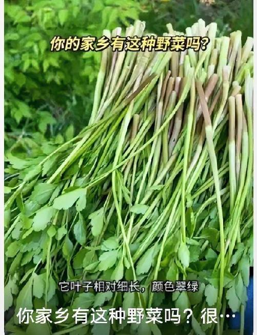 春天别错过野芹菜！清香脆嫩，降压又刮油，吃前一定要辨毒
 
春季野菜正当季，野芹